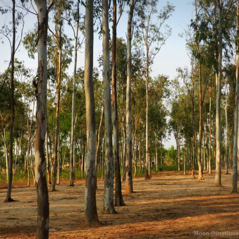 sonajhuri-forest1
